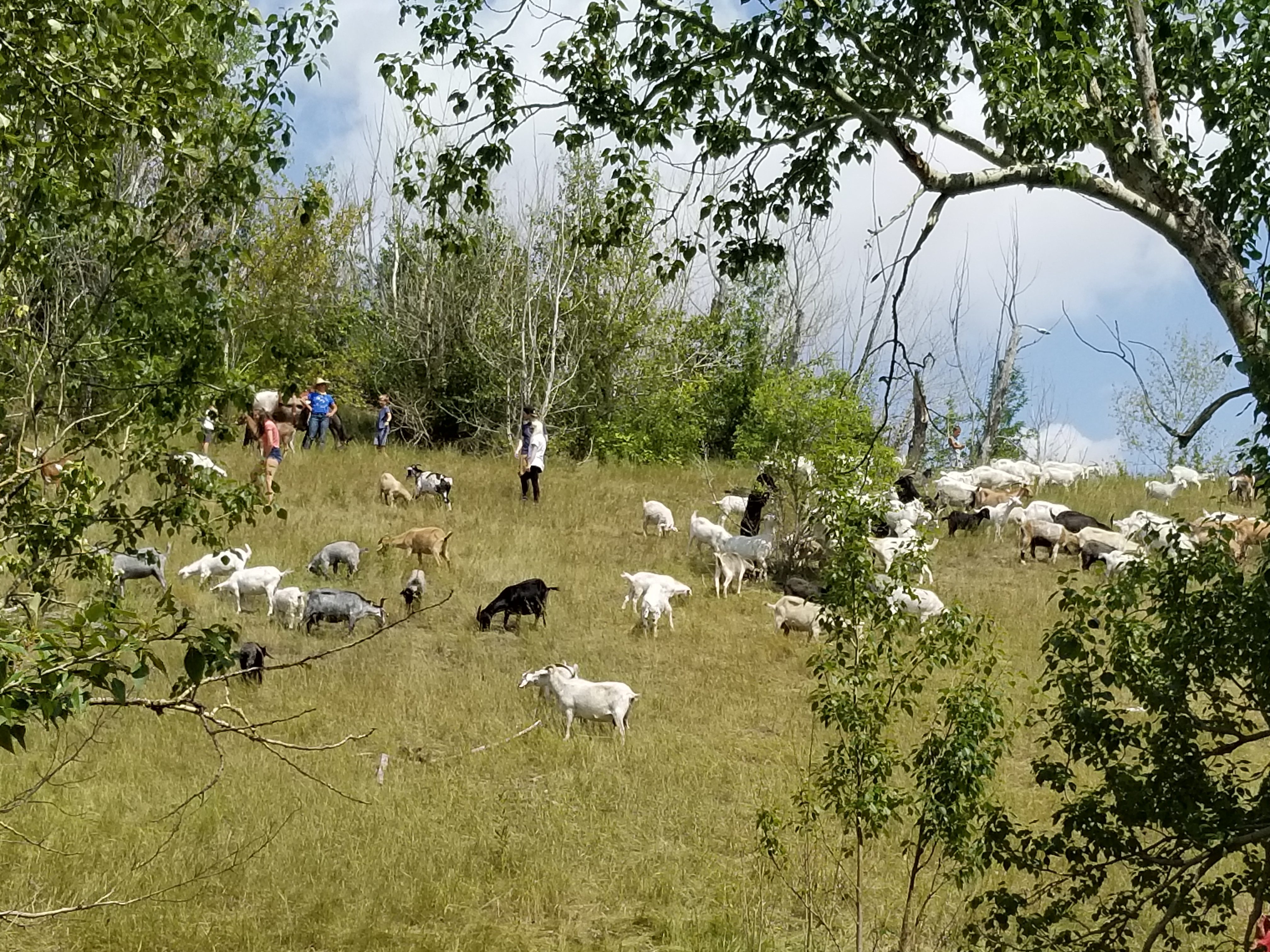 Goats Grazing near Field of Crossses